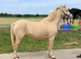 Welsh a cremello mare.