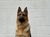 German shepherd for stud