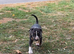 English bullterrier pupps