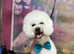 Bichon Frise Stud