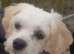 Female Cavachon