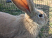 Flemish giant rabbits for sale