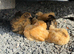 Buff Orpington Chicks
