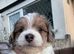 5 beautiful merl puppies