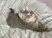 BEAUTIFUL BSH BOY (READY NOW)