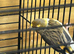 2 Canary's for sale