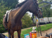 !16.1hh gentleman/safe hack!
