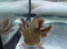 Rescue Axolotl Looking For New Homes