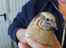 Assorted Quails for sale