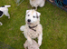 Parson Russell terrier