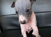 American Hairless Terrier puppies