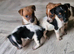Jack Russell pups