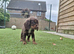 30+ champion spaniel puppies
