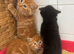 3 male kittens ready for their new new homes