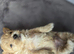 F1Maltipoo Teacup Puppies for Sale in London KC parents
