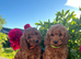 Stunning cockapoo puppies