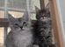 Maine coon male and female - active kittens
