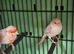 Pair red opal satinette