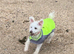 2 year old affectionate Maltipoo