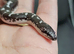 Baby kenyan sand boas