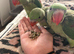 Hand reared alexandrine parrot