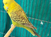 Young Indoor-Raised Budgies perfect pets Cheshire