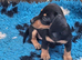 Dachshund Minature Pra clear Puppies