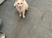 White cat