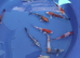 5 to 6 inch Koi High Grade &pound;12