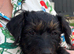 1 beautiful Jackapoo puppy available to go today