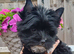 Beautiful Girl Black Yorkshire Terrier Pedigree