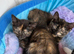 Stunning kittens x bsh £50 EACH