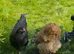 Buff Orpington hens