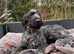 Lovely girl needing a family home