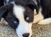 Border Collie cross Husky