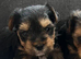 ️️Yorkshire terrier pure rehoming soon last Girl