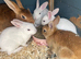 Pure bred mini Rex
