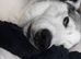 2 huskeys - 1 female 1 male