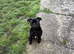 Male pug for sale