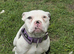 Female pocket bully abkc