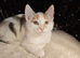 Ginger and Calico kittens