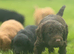 Cockapoo Puppies