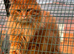 TICA active proven cats