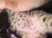 Last female kitten(bengal)