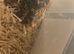 Baby corn snake with set up