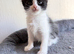 Kittens for adoption