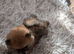 Beautiful Pomeranian Female Puppies Available ️