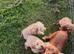 Gorgeous F1 Cockapoo Puppies READY NOW