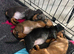 stunning dachshund girls