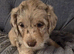 Gorgeous playful labradoodle puppys. Ready Now.